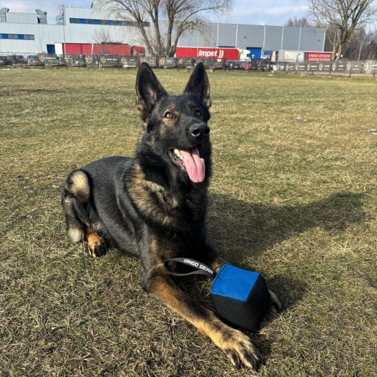 Dingo Gear Training Toy Nylcott French Material Training Game Apport IGP Obedience Fetch Game for Dog (Roller, Red) Dingo Gear Training Toy Nylcott French Material Training Game Apport IGP Obedience Fetch Game for Dog (Roller, Red)