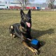 Dingo Gear Training Toy Nylcott French Material Training Game Apport IGP Obedience Fetch Game for Dog (Roller, Red) Dingo Gear Training Toy Nylcott French Material Training Game Apport IGP Obedience Fetch Game for Dog (Roller, Red)