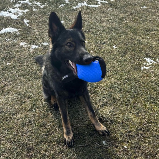 Dingo Gear Training Toy Nylcott French Material Training Game Apport IGP Obedience Fetch Game for Dog (Roller, Red) Dingo Gear Training Toy Nylcott French Material Training Game Apport IGP Obedience Fetch Game for Dog (Roller, Red)