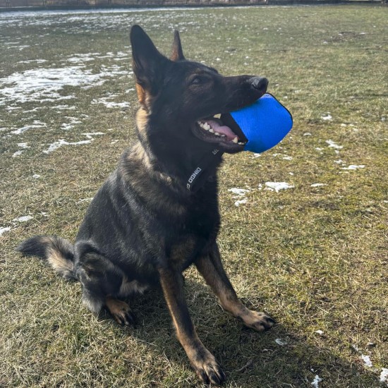 Dingo Gear Training Toy Nylcott French Material Training Game Apport IGP Obedience Fetch Game for Dog (Roller, Red) Dingo Gear Training Toy Nylcott French Material Training Game Apport IGP Obedience Fetch Game for Dog (Roller, Red)