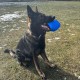 Dingo Gear Training Toy Nylcott French Material Training Game Apport IGP Obedience Fetch Game for Dog (Roller, Red) Dingo Gear Training Toy Nylcott French Material Training Game Apport IGP Obedience Fetch Game for Dog (Roller, Red)