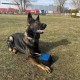 Dingo Gear Training Toy Nylcott French Material Training Game Apport IGP Obedience Fetch Game for Dog (Roller, Red) Dingo Gear Training Toy Nylcott French Material Training Game Apport IGP Obedience Fetch Game for Dog (Roller, Red)