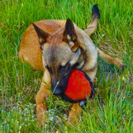 Dingo Gear Training Toy Nylcott French Material Training Game Apport IGP Obedience Fetch Game for Dog (Roller, Red) Dingo Gear Training Toy Nylcott French Material Training Game Apport IGP Obedience Fetch Game for Dog (Roller, Red)