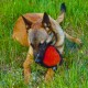 Dingo Gear Training Toy Nylcott French Material Training Game Apport IGP Obedience Fetch Game for Dog (Roller, Red) Dingo Gear Training Toy Nylcott French Material Training Game Apport IGP Obedience Fetch Game for Dog (Roller, Red)