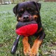 Dingo Gear Training Toy Nylcott French Material Training Game Apport IGP Obedience Fetch Game for Dog (Roller, Red) Dingo Gear Training Toy Nylcott French Material Training Game Apport IGP Obedience Fetch Game for Dog (Roller, Red)