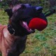 Dingo Gear Training Toy Nylcott French Material Training Game Apport IGP Obedience Fetch Game for Dog (Roller, Red) Dingo Gear Training Toy Nylcott French Material Training Game Apport IGP Obedience Fetch Game for Dog (Roller, Red)