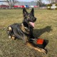 Dingo Gear Training Toy Nylcott French Material Training Game Apport IGP Obedience Fetch Game for Dog (Roller, Red) Dingo Gear Training Toy Nylcott French Material Training Game Apport IGP Obedience Fetch Game for Dog (Roller, Red)