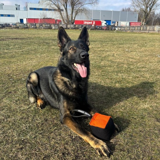 Dingo Gear Training Toy Nylcott French Material Training Game Apport IGP Obedience Fetch Game for Dog (Roller, Red) Dingo Gear Training Toy Nylcott French Material Training Game Apport IGP Obedience Fetch Game for Dog (Roller, Red)