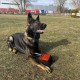 Dingo Gear Training Toy Nylcott French Material Training Game Apport IGP Obedience Fetch Game for Dog (Roller, Red) Dingo Gear Training Toy Nylcott French Material Training Game Apport IGP Obedience Fetch Game for Dog (Roller, Red)