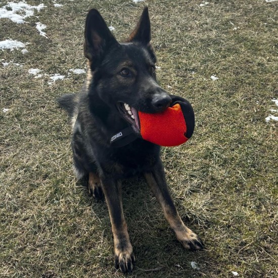 Dingo Gear Training Toy Nylcott French Material Training Game Apport IGP Obedience Fetch Game for Dog (Roller, Red) Dingo Gear Training Toy Nylcott French Material Training Game Apport IGP Obedience Fetch Game for Dog (Roller, Red)