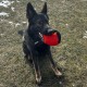 Dingo Gear Training Toy Nylcott French Material Training Game Apport IGP Obedience Fetch Game for Dog (Roller, Red) Dingo Gear Training Toy Nylcott French Material Training Game Apport IGP Obedience Fetch Game for Dog (Roller, Red)