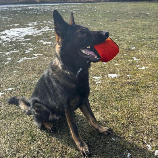 Dingo Gear Training Toy Nylcott French Material Training Game Apport IGP Obedience Fetch Game for Dog (Roller, Red) Dingo Gear Training Toy Nylcott French Material Training Game Apport IGP Obedience Fetch Game for Dog (Roller, Red)