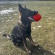 Dingo Gear Training Toy Nylcott French Material Training Game Apport IGP Obedience Fetch Game for Dog (Roller, Red) Dingo Gear Training Toy Nylcott French Material Training Game Apport IGP Obedience Fetch Game for Dog (Roller, Red)