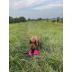 Dingo Gear Training Toy Nylcott French Material Training Game Apport IGP Obedience Fetch Game for Dog (Roller, Red) Dingo Gear Training Toy Nylcott French Material Training Game Apport IGP Obedience Fetch Game for Dog (Roller, Red)
