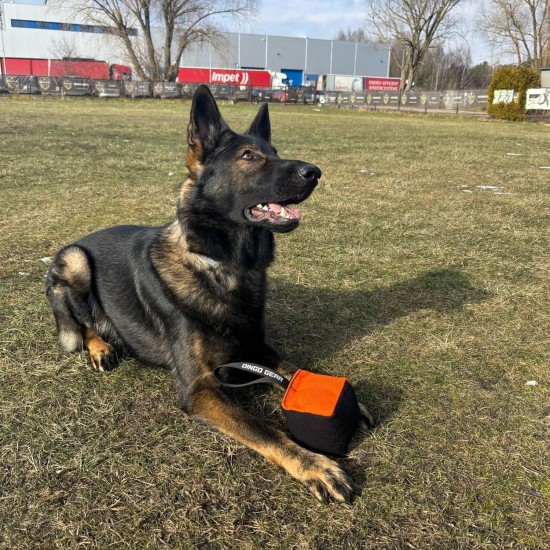 Dingo Gear Training Toy Nylcott French Material Training Game Apport IGP Obedience Fetch Game for Dog (Roller, Red) Dingo Gear Training Toy Nylcott French Material Training Game Apport IGP Obedience Fetch Game for Dog (Roller, Red)