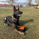 Dingo Gear Training Toy Nylcott French Material Training Game Apport IGP Obedience Fetch Game for Dog (Roller, Red) Dingo Gear Training Toy Nylcott French Material Training Game Apport IGP Obedience Fetch Game for Dog (Roller, Red)