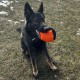 Dingo Gear Training Toy Nylcott French Material Training Game Apport IGP Obedience Fetch Game for Dog (Roller, Red) Dingo Gear Training Toy Nylcott French Material Training Game Apport IGP Obedience Fetch Game for Dog (Roller, Red)
