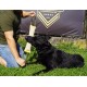 Dingo Jute Bite Training, 2 Handles, Dog Toy for Tugging and Biting - Medium to Large - Outdoor & Indoor - 40 x 6 cm Dingo Jute Bite Training, 2 Handles, Dog Toy for Tugging and Biting - Medium to Large - Outdoor & Indoor - 40 x 6 cm