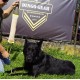 Dingo Jute Bite Training, 2 Handles, Dog Toy for Tugging and Biting - Medium to Large - Outdoor & Indoor - 40 x 6 cm Dingo Jute Bite Training, 2 Handles, Dog Toy for Tugging and Biting - Medium to Large - Outdoor & Indoor - 40 x 6 cm