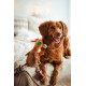 Dingo Plush Dog Toy Penguin Emil 30 cm Gift for a Dog Christmas Toy with a Squeaker Game with Dog 17471