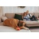 Dingo Plush Dog Toy Penguin Emil 30 cm Gift for a Dog Christmas Toy with a Squeaker Game with Dog 17471