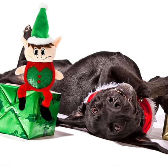 Dingo Plush Dog Toy Penguin Emil 30 cm Gift for a Dog Christmas Toy with a Squeaker Game with Dog 17471 Dingo Plush Dog Toy Penguin Emil 30 cm Gift for a Dog Christmas Toy with a Squeaker Game with Dog 17471