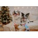 Dingo Plush Dog Toy Penguin Emil 30 cm Gift for a Dog Christmas Toy with a Squeaker Game with Dog 17471