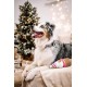 Dingo Plush Dog Toy Reinanimal ALFI 20 cm Gift for a Dog Christmas Toy with a Squeaker Game with Dog 17472 Dingo Plush Dog Toy Reinanimal ALFI 20 cm Gift for a Dog Christmas Toy with a Squeaker Game with Dog 17472