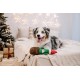 Dingo Plush Dog Toy Reinanimal ALFI 20 cm Gift for a Dog Christmas Toy with a Squeaker Game with Dog 17472 Dingo Plush Dog Toy Reinanimal ALFI 20 cm Gift for a Dog Christmas Toy with a Squeaker Game with Dog 17472