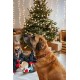 Dingo Plush Dog Toy Reinanimal ALFI 20 cm Gift for a Dog Christmas Toy with a Squeaker Game with Dog 17472 Dingo Plush Dog Toy Reinanimal ALFI 20 cm Gift for a Dog Christmas Toy with a Squeaker Game with Dog 17472