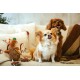 Dingo Plush Dog Toy Reinanimal ALFI 20 cm Gift for a Dog Christmas Toy with a Squeaker Game with Dog 17472 Dingo Plush Dog Toy Reinanimal ALFI 20 cm Gift for a Dog Christmas Toy with a Squeaker Game with Dog 17472
