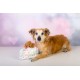 Dingo Waldemar Rutkowski Plush Dog Toy Birthday Cake with Bear and Party Hat with Squeakers Inside (Z30045) Dingo Waldemar Rutkowski Plush Dog Toy Birthday Cake with Bear and Party Hat with Squeakers Inside (Z30045)