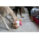 Dingo Waldemar Rutkowski Plush Dog Toy Birthday Cake with Bear and Party Hat with Squeakers Inside (Z30045) Dingo Waldemar Rutkowski Plush Dog Toy Birthday Cake with Bear and Party Hat with Squeakers Inside (Z30045)