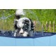 Dog Pool - 160 x 30 cm - Large Dog Breeds - Foldable - Non-Slip Base - with Drain Valve - Blue Dog Pool - 160 x 30 cm - Large Dog Breeds - Foldable - Non-Slip Base - with Drain Valve - Blue