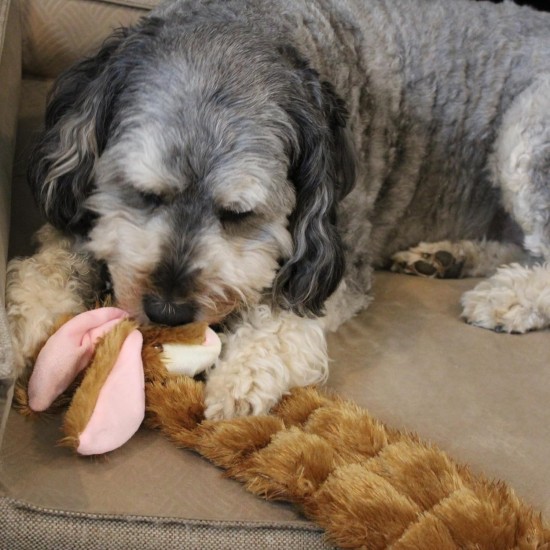 Ethical Dog White Skinneeez Multi Squeaker Rabbit, Assorted, 20 cm Ethical Dog White Skinneeez Multi Squeaker Rabbit, Assorted, 20 cm