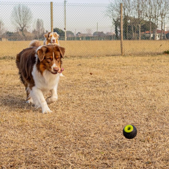 Ferplast Hunde Spielzeug, Futterspender, aus strapazierfähigem, ungiftigem, bissfestem Material, Zahnhygiene des Hundes, Springt und Schwimmt, CHEWA BOING Mittelgroß Futterball für Hunde, Schwarz Ferplast Hunde Spielzeug, Futterspender, aus strapazierfähigem, ungiftigem, bissfestem Material, Zahnhygiene des Hundes, Springt und Schwimmt, CHEWA BOING Mittelgroß Futterball für Hunde, Schwarz