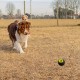Ferplast Hunde Spielzeug, Futterspender, aus strapazierfähigem, ungiftigem, bissfestem Material, Zahnhygiene des Hundes, Springt und Schwimmt, CHEWA BOING Mittelgroß Futterball für Hunde, Schwarz Ferplast Hunde Spielzeug, Futterspender, aus strapazierfähigem, ungiftigem, bissfestem Material, Zahnhygiene des Hundes, Springt und Schwimmt, CHEWA BOING Mittelgroß Futterball für Hunde, Schwarz