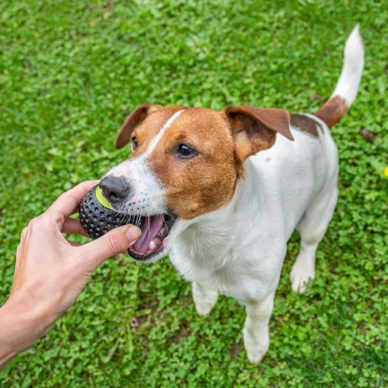 Ferplast Hunde Spielzeug, Futterspender, aus strapazierfähigem, ungiftigem, bissfestem Material, Zahnhygiene des Hundes, Springt und Schwimmt, CHEWA BOING Mittelgroß Futterball für Hunde, Schwarz Ferplast Hunde Spielzeug, Futterspender, aus strapazierfähigem, ungiftigem, bissfestem Material, Zahnhygiene des Hundes, Springt und Schwimmt, CHEWA BOING Mittelgroß Futterball für Hunde, Schwarz