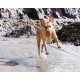 Fetch Dog Ball, Heavy Duty Rubber Dog Toy, Small Launcher Compatible Chew Toy for Dogs, Small, Pack of 2 Fetch Dog Ball, Heavy Duty Rubber Dog Toy, Small Launcher Compatible Chew Toy for Dogs, Small, Pack of 2