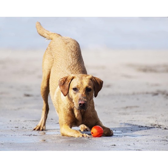 Fetch Dog Ball, Heavy Duty Rubber Dog Toy, Small Launcher Compatible Chew Toy for Dogs, Small, Pack of 2 Fetch Dog Ball, Heavy Duty Rubber Dog Toy, Small Launcher Compatible Chew Toy for Dogs, Small, Pack of 2