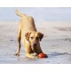Fetch Dog Ball, Heavy Duty Rubber Dog Toy, Small Launcher Compatible Chew Toy for Dogs, Small, Pack of 2 Fetch Dog Ball, Heavy Duty Rubber Dog Toy, Small Launcher Compatible Chew Toy for Dogs, Small, Pack of 2