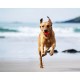 Fetch Dog Ball, Heavy Duty Rubber Dog Toy, Small Launcher Compatible Chew Toy for Dogs, Small, Pack of 2 Fetch Dog Ball, Heavy Duty Rubber Dog Toy, Small Launcher Compatible Chew Toy for Dogs, Small, Pack of 2