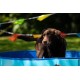Flamingo F Doggy Splatter Pool Blue, 80 x 20 cm Flamingo F Doggy Splatter Pool Blue, 80 x 20 cm