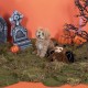 Fringe Studio Mini Dog Toy Set Bats Set of 3 (289453)
