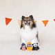 Fringe Studio Mini Dog Toy Set, Hey Boo, Set of 3 (289452)