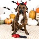 Fringe Studio Mini Dog Toy Set, Hey Boo, Set of 3 (289452)
