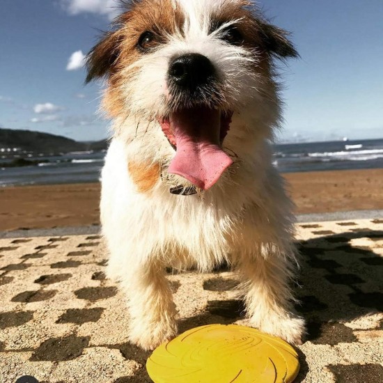 Gloria Frisbee para Perros Gloria Frisbee para Perros