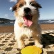 Gloria Frisbee para Perros Gloria Frisbee para Perros