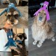 HGB Squeaky Dog Toy, Octopus, No Stuffing, Crinkle Plush Chew Toy for Puppy Teeth, Pet Training and Entertainment, Durable, Medium and Large Dogs, Pack of 2 HGB Squeaky Dog Toy, Octopus, No Stuffing, Crinkle Plush Chew Toy for Puppy Teeth, Pet Training and Entertainment, Durable, Medium and Large Dogs, Pack of 2