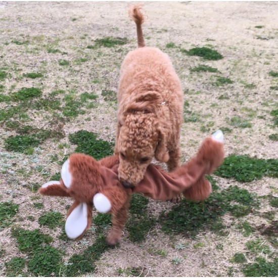 Happy Pet Unstuffed Chipmunk Character Soft Dog Toy Happy Pet Unstuffed Chipmunk Character Soft Dog Toy